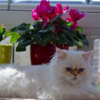 Himalayan, Kedi  Tarçın fotoğrafı