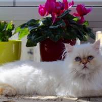 Himalayan, Kedi  Tarçın fotoğrafı