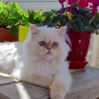 Himalayan, Kedi  Tarçın fotoğrafı