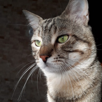 Tekir Kedi, Kedi  Osman fotoğrafı
