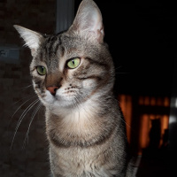Tekir Kedi, Kedi  Osman fotoğrafı