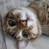Tekir Kedi, Kedi  Osman fotoğrafı