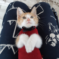 Tekir Kedi, Kedi  Osman fotoğrafı
