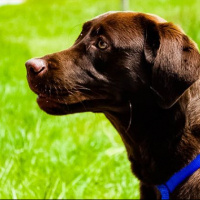 Labrador Retriever, Köpek  Venüs fotoğrafı