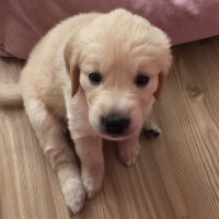 Golden Retriever, Köpek  Odie fotoğrafı