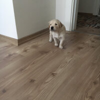 Golden Retriever, Köpek  Odie fotoğrafı