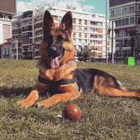 Alman Çoban Köpeği, Köpek  SIMBA fotoğrafı