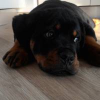 Rottweiler, Köpek  Paşa fotoğrafı