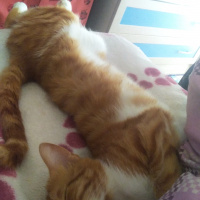 Tekir Kedi, Kedi  Odin fotoğrafı