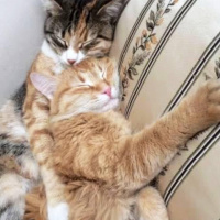 Tekir Kedi, Kedi  Odin fotoğrafı