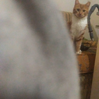 Tekir Kedi, Kedi  Odin fotoğrafı