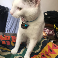 Tekir Kedi, Kedi  oscar fotoğrafı
