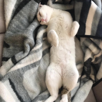 Tekir Kedi, Kedi  oscar fotoğrafı
