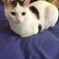 Tekir Kedi, Kedi  oscar fotoğrafı