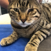 Tekir Kedi, Kedi  oscar fotoğrafı