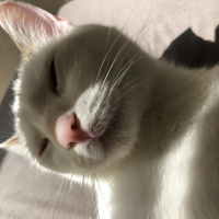 Tekir Kedi, Kedi  oscar fotoğrafı