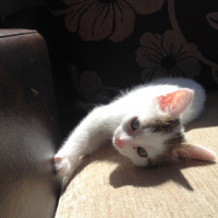 Tekir Kedi, Kedi  Oğluş fotoğrafı