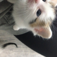 Tekir Kedi, Kedi  Oğluş fotoğrafı