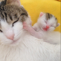 Tekir Kedi, Kedi  Oğluş fotoğrafı