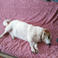 Jack Russell Terrier, Köpek  Şans fotoğrafı