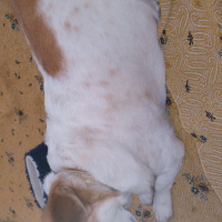 Jack Russell Terrier, Köpek  Şans fotoğrafı