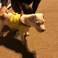 Dogo Arjantin, Köpek  Ares fotoğrafı