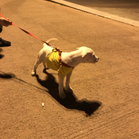 Dogo Arjantin, Köpek  Ares fotoğrafı