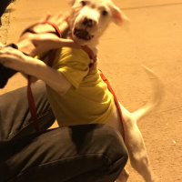 Dogo Arjantin, Köpek  Ares fotoğrafı