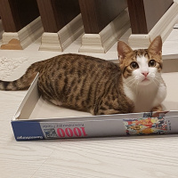 Tekir Kedi, Kedi  Çakıl fotoğrafı
