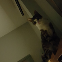 Tekir Kedi, Kedi  Çakıl fotoğrafı