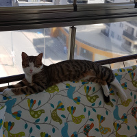 Tekir Kedi, Kedi  Çakıl fotoğrafı