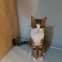 Tekir Kedi, Kedi  Çakıl fotoğrafı