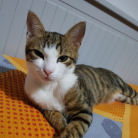 Tekir Kedi, Kedi  Çakıl fotoğrafı