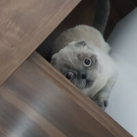 Scottish Fold, Kedi  Fındık fotoğrafı