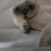 Scottish Fold, Kedi  Fındık fotoğrafı