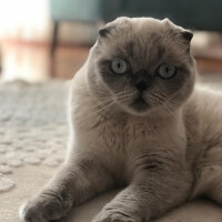 Scottish Fold, Kedi  Fındık fotoğrafı