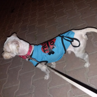 Maltese, Köpek  Kaju fotoğrafı