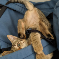 Tekir Kedi, Kedi  lia fotoğrafı