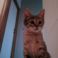 Tekir Kedi, Kedi  lia fotoğrafı