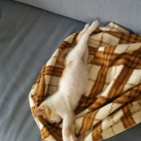 Tekir Kedi, Kedi  çilek fotoğrafı