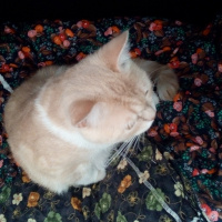 Scottish Fold, Kedi  Gundi fotoğrafı