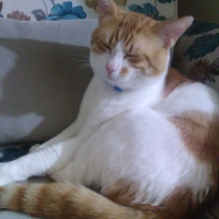 Sarman, Kedi  GOFRET (GOFİ) fotoğrafı