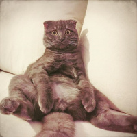 Scottish Fold, Kedi  Wallace fotoğrafı
