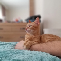 Sarman, Kedi  Bal fotoğrafı