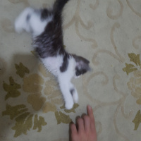 Tekir Kedi, Kedi  Goşa fotoğrafı