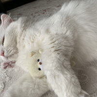 Scottish Fold, Kedi  Coco fotoğrafı