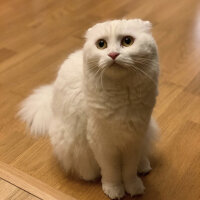 Scottish Fold, Kedi  Coco fotoğrafı