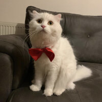 Scottish Fold, Kedi  Coco fotoğrafı