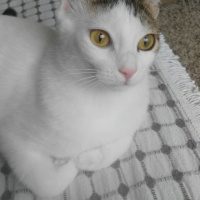 Tekir Kedi, Kedi  pamuk fotoğrafı