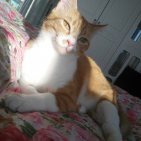 Sarman, Kedi  limon fotoğrafı